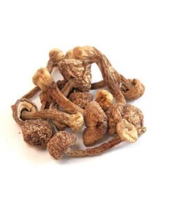 Buy Brazilian Magic Mushrooms Online In Oregon, USA