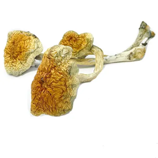 Buy McKennaii Magic Mushrooms