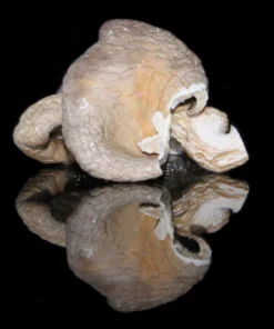 Oyster Mushrooms Dried