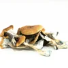 Z-Strain Mushrooms