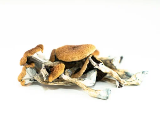 Z-Strain Mushrooms